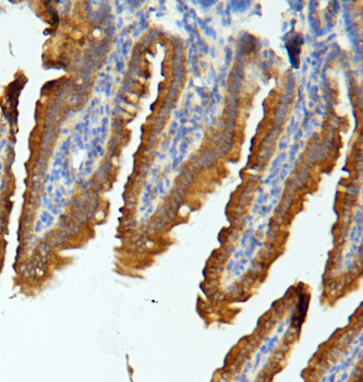 Anti-MUC13 Antibody