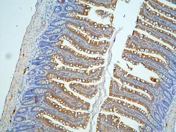 Anti-MUC13 Antibody