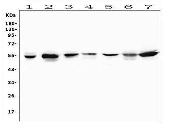 Anti-MUC13 Antibody