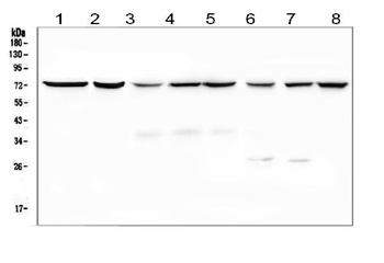 SGLT2/SLC5A2 Antibody