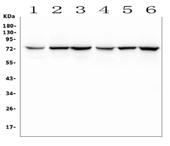 SGLT2/SLC5A2 Antibody