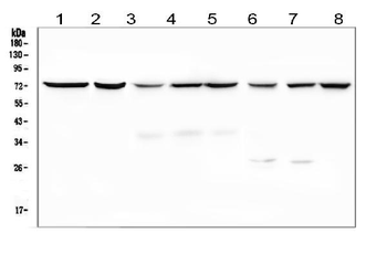 Anti-SGLT2/SLC5A2 Antibody