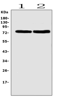 Anti-SGLT2/SLC5A2 Antibody