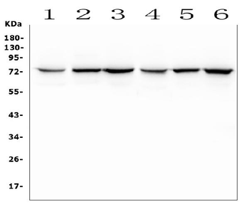 Anti-SGLT2/SLC5A2 Antibody