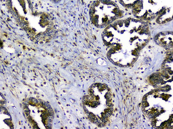 Anti-SIRT4 Antibody