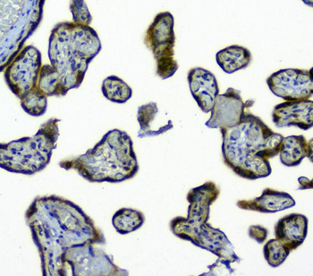 Anti-SIRT4 Antibody