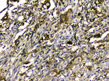 Anti-SIRT4 Antibody