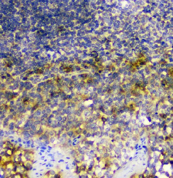 Anti-SIRT4 Antibody