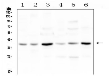 Anti-SIRT4 Antibody