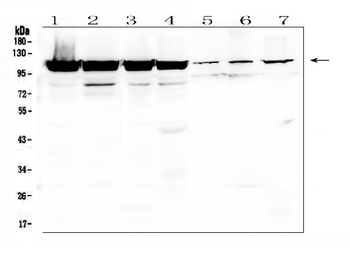 Anti-LONP1/Lon Antibody