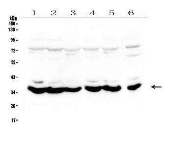 MT-ND4 Antibody