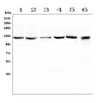Anti-KCC2/SLC12A5 Antibody