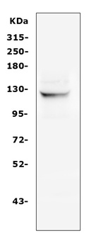 NALP2/NLRP2 Antibody