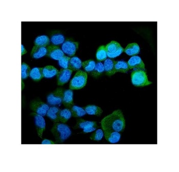 HERC5 Antibody