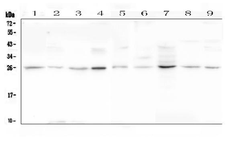 Anti-Loricrin/LOR Antibody