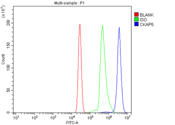 Anti-ch TOG/CKAP5 Antibody
