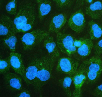 Anti-ch TOG/CKAP5 Antibody