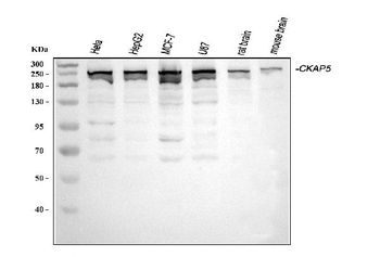 Anti-ch TOG/CKAP5 Antibody