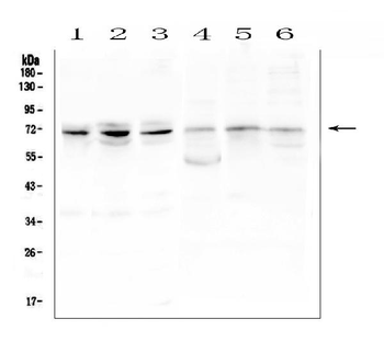 Anti-ARNTL2 Antibody