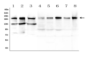 Anti-BCL9L Antibody