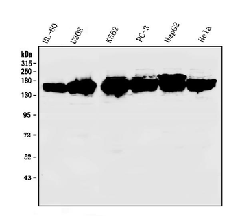 KIF15 Antibody