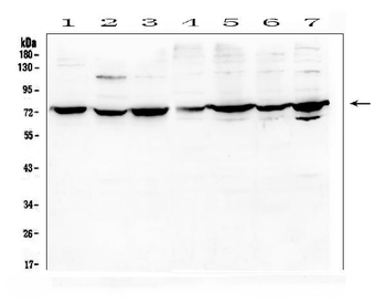 Anti-DARS2 Antibody