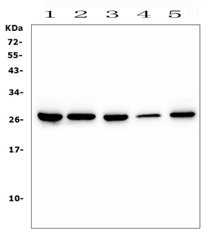 CD160 Antibody