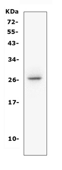 CD160 Antibody