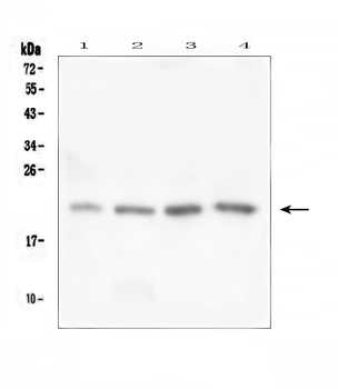 Anti-TAF12 Antibody