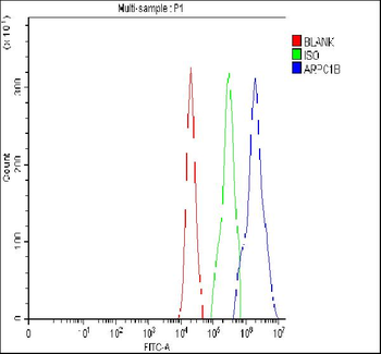 Anti-ARP2/3 subunit 1B/ARPC1B Antibody