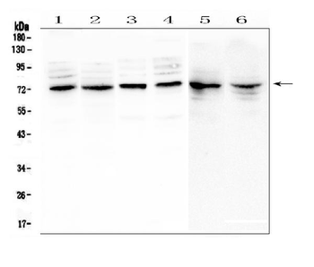 Anti-MUC20 Antibody