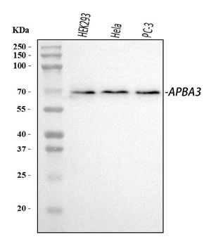 Mint3/APBA3 Antibody