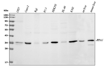 Anti-Pyrophosphatase 1/PPA1 Antibody