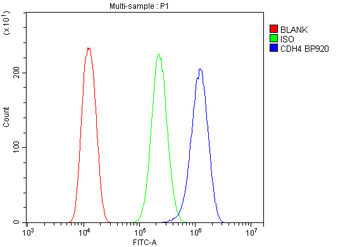 R-Cadherin-4 CDH4-Antibody