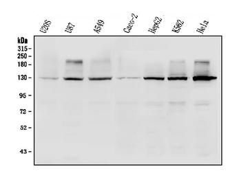 R-Cadherin-4 CDH4-Antibody
