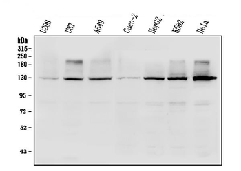 Anti-R-Cadherin-4 CDH4-Antibody