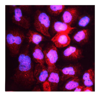 Anti-HOOK3 Antibody