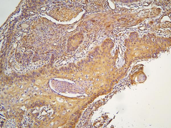 Anti-HOOK3 Antibody