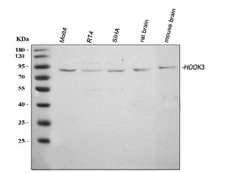 Anti-HOOK3 Antibody
