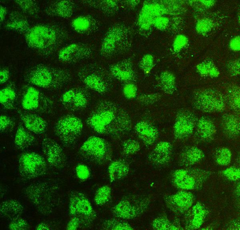 SOX15 Antibody