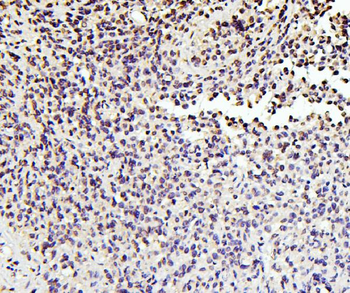 SOX15 Antibody