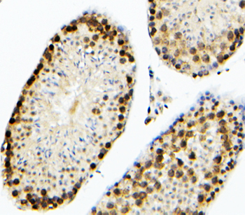SOX15 Antibody
