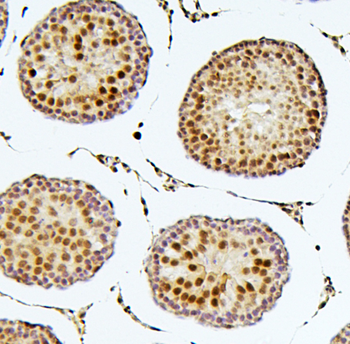 SOX15 Antibody