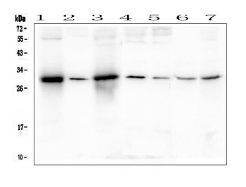 SOX15 Antibody