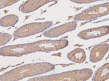 DAZAP1 Antibody