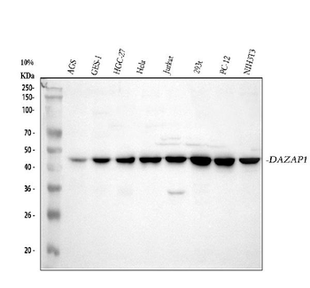 DAZAP1 Antibody