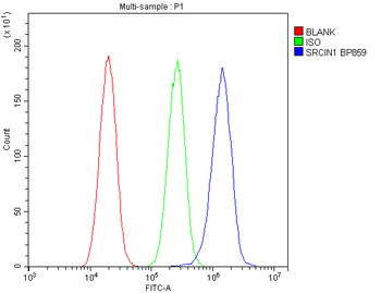Anti-SRCIN1 Antibody