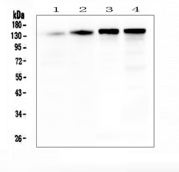 Anti-SRCIN1 Antibody