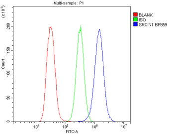 Anti-SRCIN1 Antibody