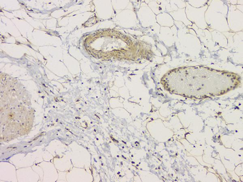 Anti-SRCIN1 Antibody